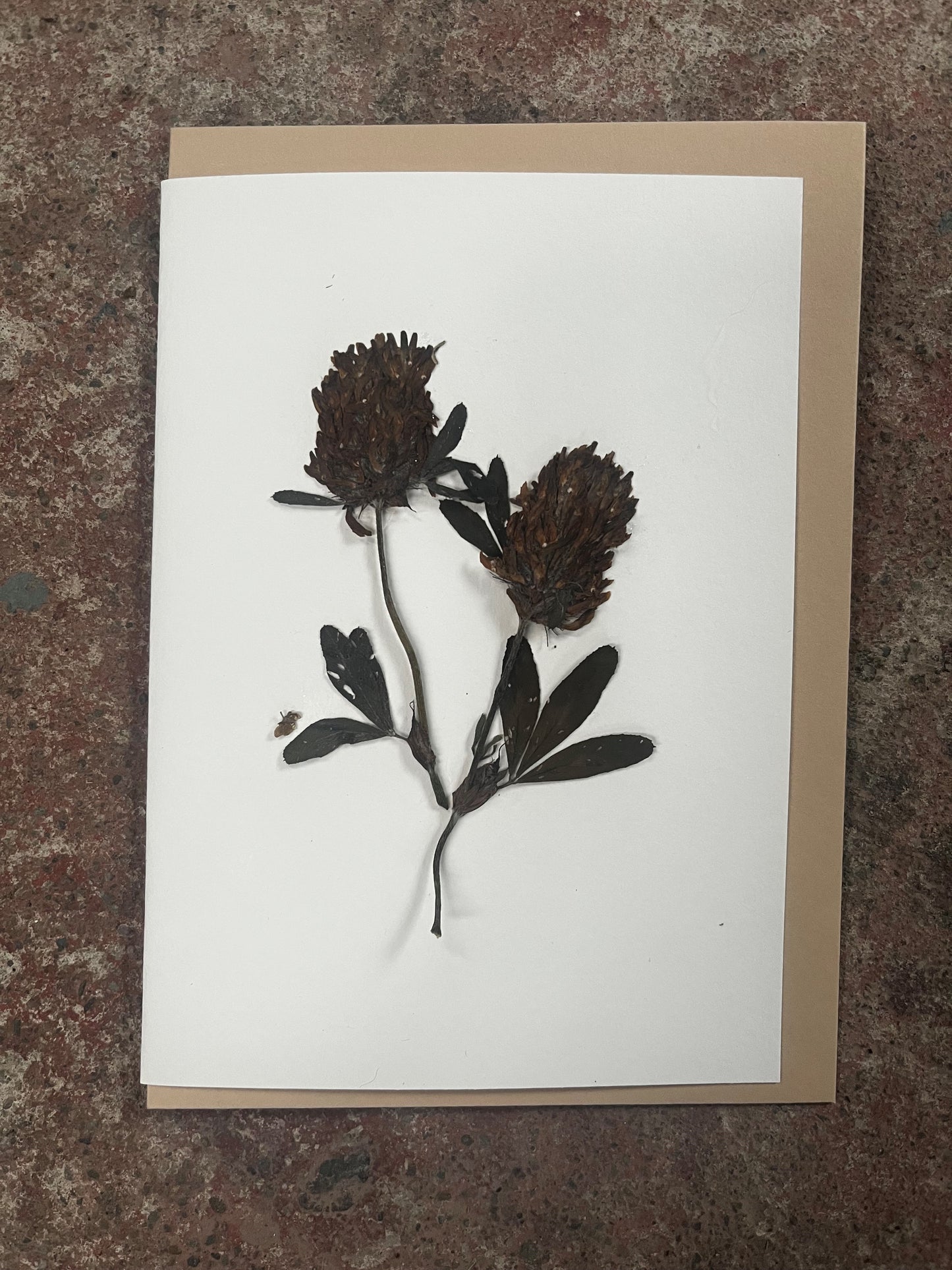 Pressed flowers on a white card with a brown border, placed on a textured surface.