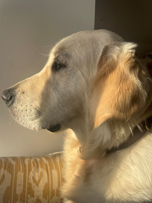 What's on your wonderlist this Christmas?