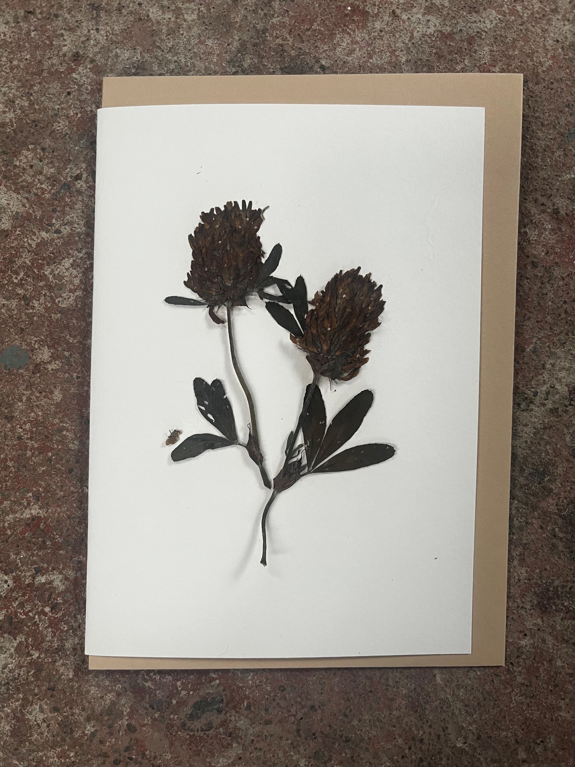 Pressed flowers on a white card with a brown border, placed on a textured surface.