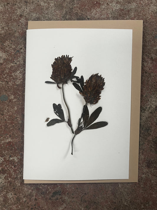 Pressed flowers on a white card with a brown border, placed on a textured surface.